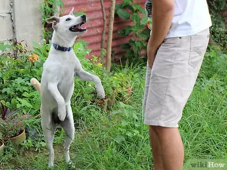 Image titled Teach a Stubborn Dog to Sit Down Step 10