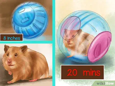 Image titled Get an Overweight Hamster to Lose Weight Step 8