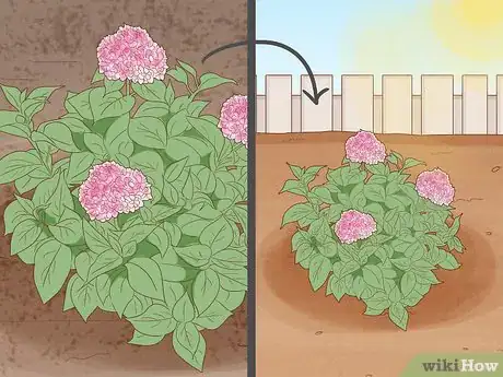 Image titled Get Hydrangeas to Bloom Step 2