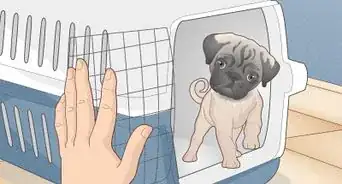 Buy a Pug Puppy