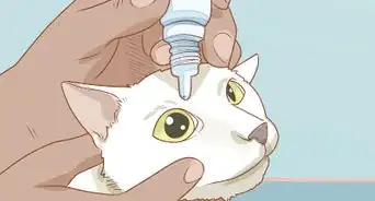 Treat a Cat with Anisocoria