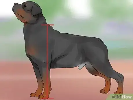 Image titled Identify a Rottweiler Step 4