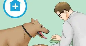 Remove Chewing Gum from a Dog's Hair