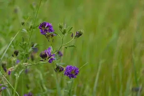 Image titled Alfalfa