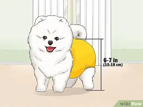 Image titled Identify a Pomeranian Step 1