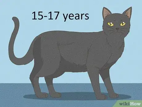 Image titled Identify a Bombay Cat Step 16