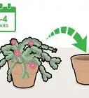 Prune a Christmas Cactus