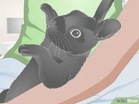 Image titled Give a Rabbit Medication Step 21