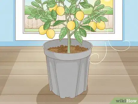 Image titled Grow Lemon Trees Indoors Step 11