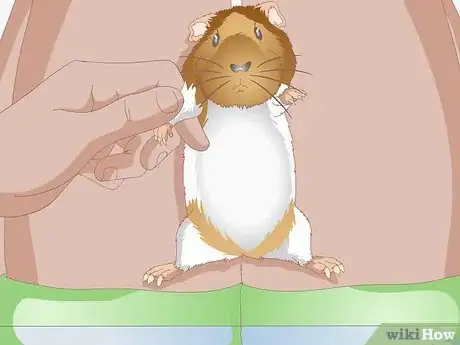 Image titled Groom a Guinea Pig Step 7