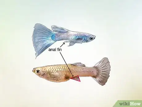 Image titled Identify Male and Female Guppies Step 7