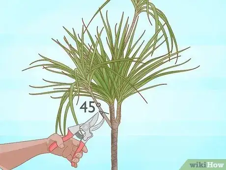 Image titled Prune Dracaena Step 10