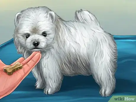 Image titled Care for an American Eskimo Puppy Step 7