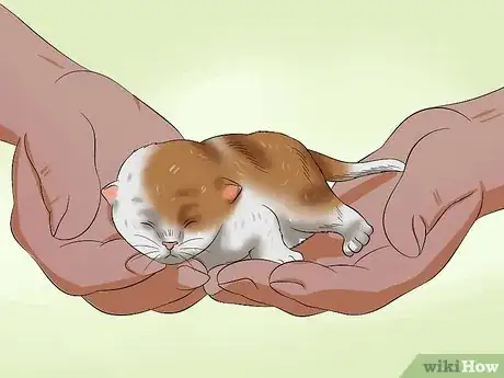 Image titled Move Newborn Kittens Step 5