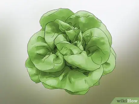 Image titled Grow Lettuce in a Pot Step 11