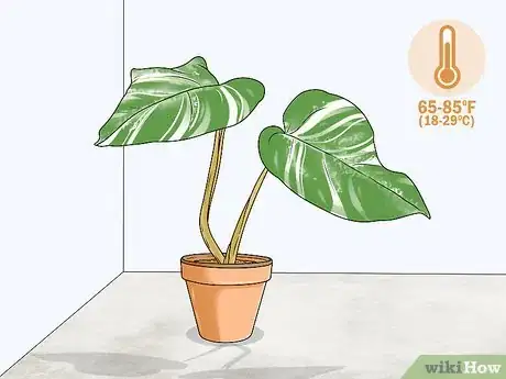 Image titled Grow Variegated Monstera Step 6