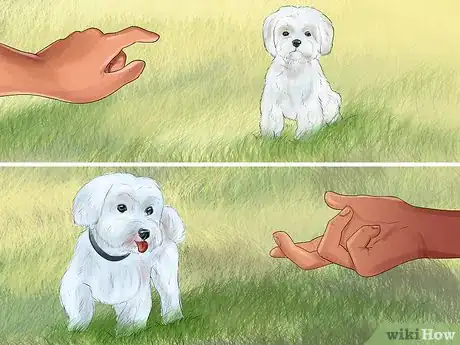 Image titled Identify a Show Worthy Maltese Step 9