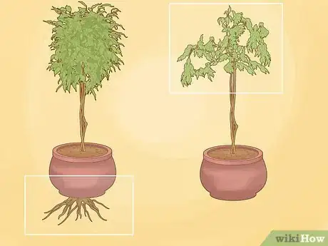 Image titled Repot a Ficus Tree Step 2