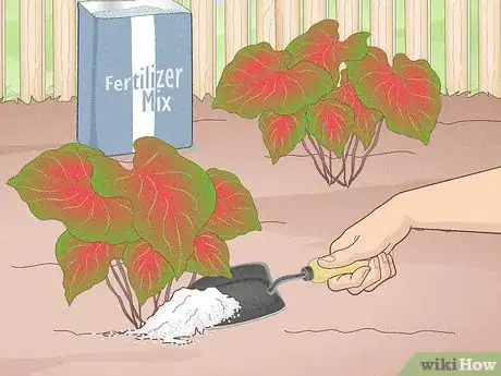 Image titled Propagate Caladiums Step 12