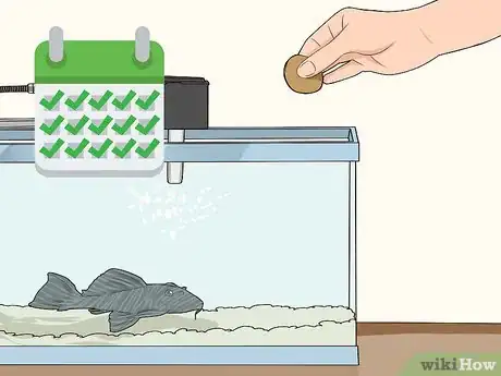 Image titled Feed a Pleco Step 7