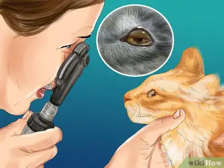 Image titled Diagnose and Treat Bulging Eye in Cats Step 1