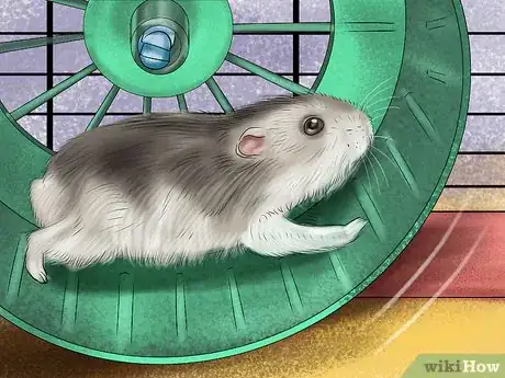 Image titled Get an Overweight Hamster to Lose Weight Step 5