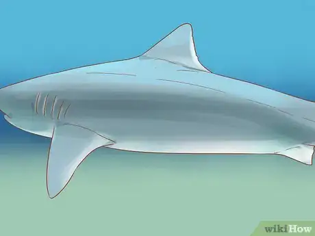 Image titled Spot a Tiger Shark Step 3