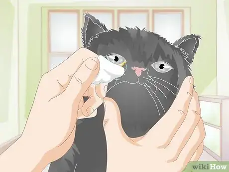 Image titled Clean Gunk from Your Cat's Eyes Step 8