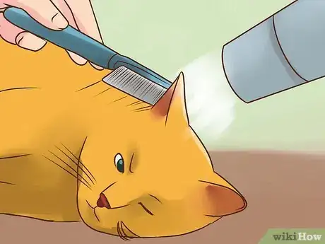 Image titled Treat Lice in Cats Step 13