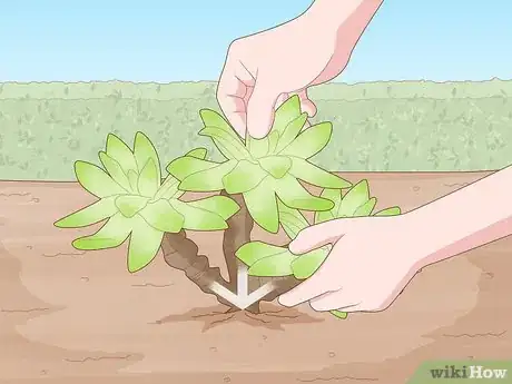 Image titled Propagate Succulent Plant Cuttings Step 3