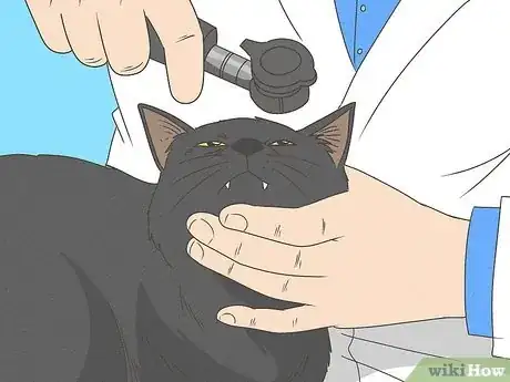 Image titled Identify a Bombay Cat Step 15