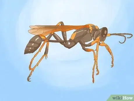 Image titled Get Rid of a Wasp's Nest Step 15