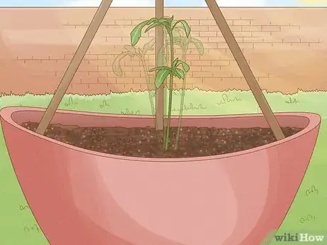 Image titled Grow Cucumbers in Pots Step 17