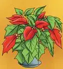 Keep Poinsettias Growing To Next Christmas