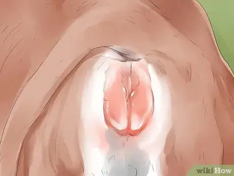 Image titled Tell if a Cow or Heifer Is About to Give Birth Step 9