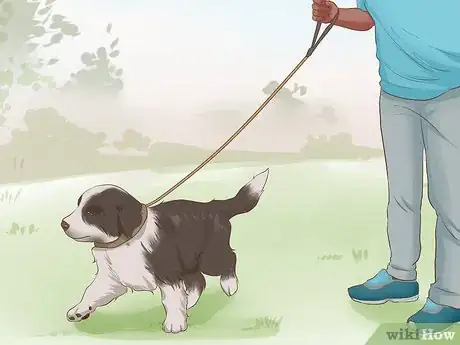 Image titled Exercise a Border Collie Puppy Step 1