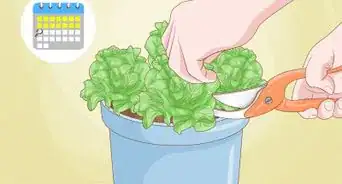 Grow Lettuce Indoors