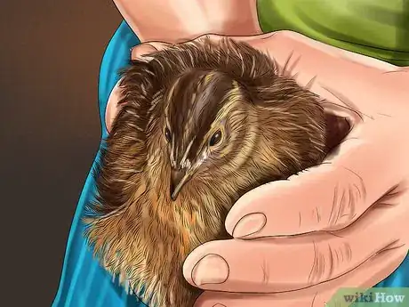 Image titled Bathe a Pet Quail Step 1