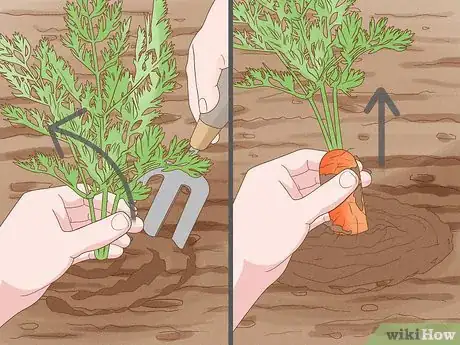 Image titled Harvest Carrots Step 9