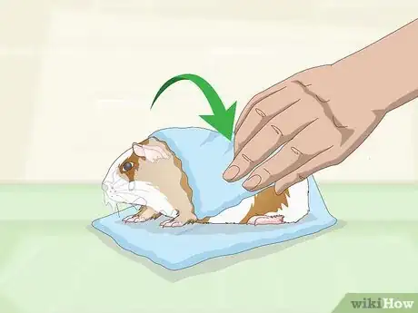 Image titled Bathe a Guinea Pig Step 17