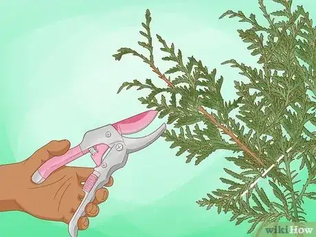 Image titled Prune Arborvitae Step 10