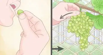 Grow Grape Vines