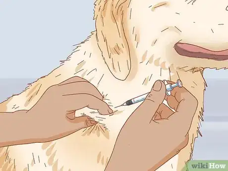 Image titled Keep a Dog in Good Health Step 15