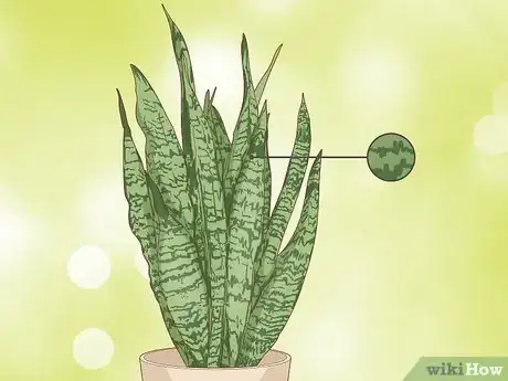 Image titled Care for a Sansevieria or Snake Plant Step 1