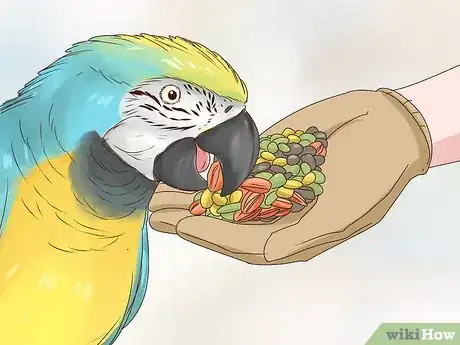 Image titled Feed Parrots Step 2