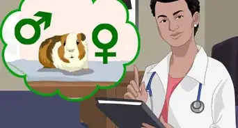 Determine the Sex of a Guinea Pig