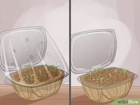 Image titled Grow Microgreens Step 13