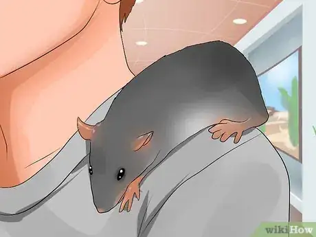 Image titled Shoulder Train a Pet Rat Step 11