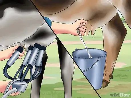 Image titled Start a Dairy Farm Step 13