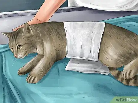 Image titled Immobilize an Injured or Frightened Cat Step 10